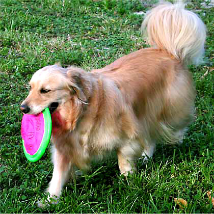 Booda Tail-Spin Flyer