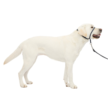 PetSafe Gentle Leader Headcollar No-Pull Dog Collar - Large - Charcoal-product-tile