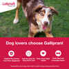 Bundle: Galliprant + Greenies - Joint Health Bundle for Dogs