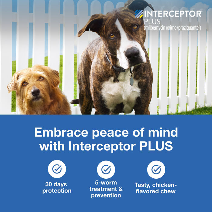 Bundle: Seresto + Interceptor Plus - Flea, Tick, & Heartworm Prevention Bundle for Dogs product detail number 1.0
