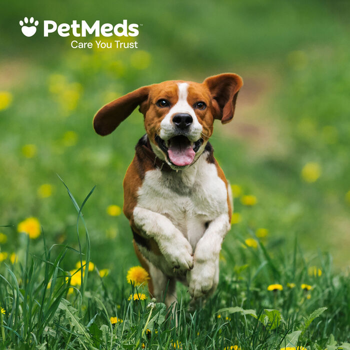 Bundle: Capstar + Flea5X Plus - Flea Treatment Bundle for Dogs product detail number 1.0