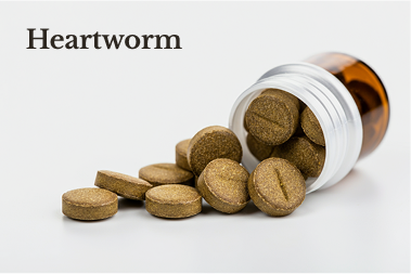 Heartworm