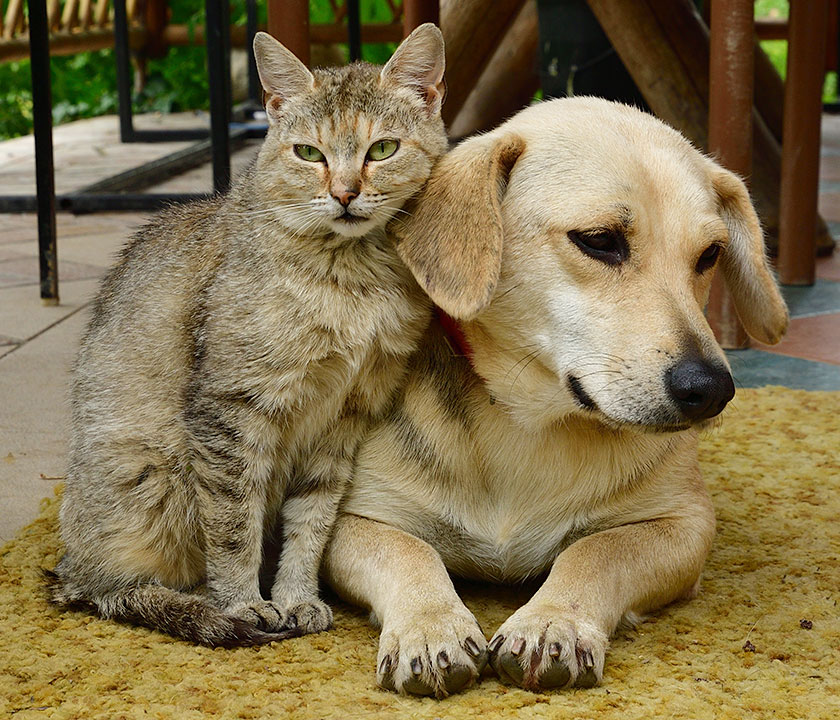 Stop Pain from Slowing Your Pet Down