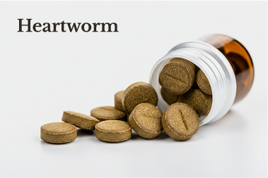 Heartworm